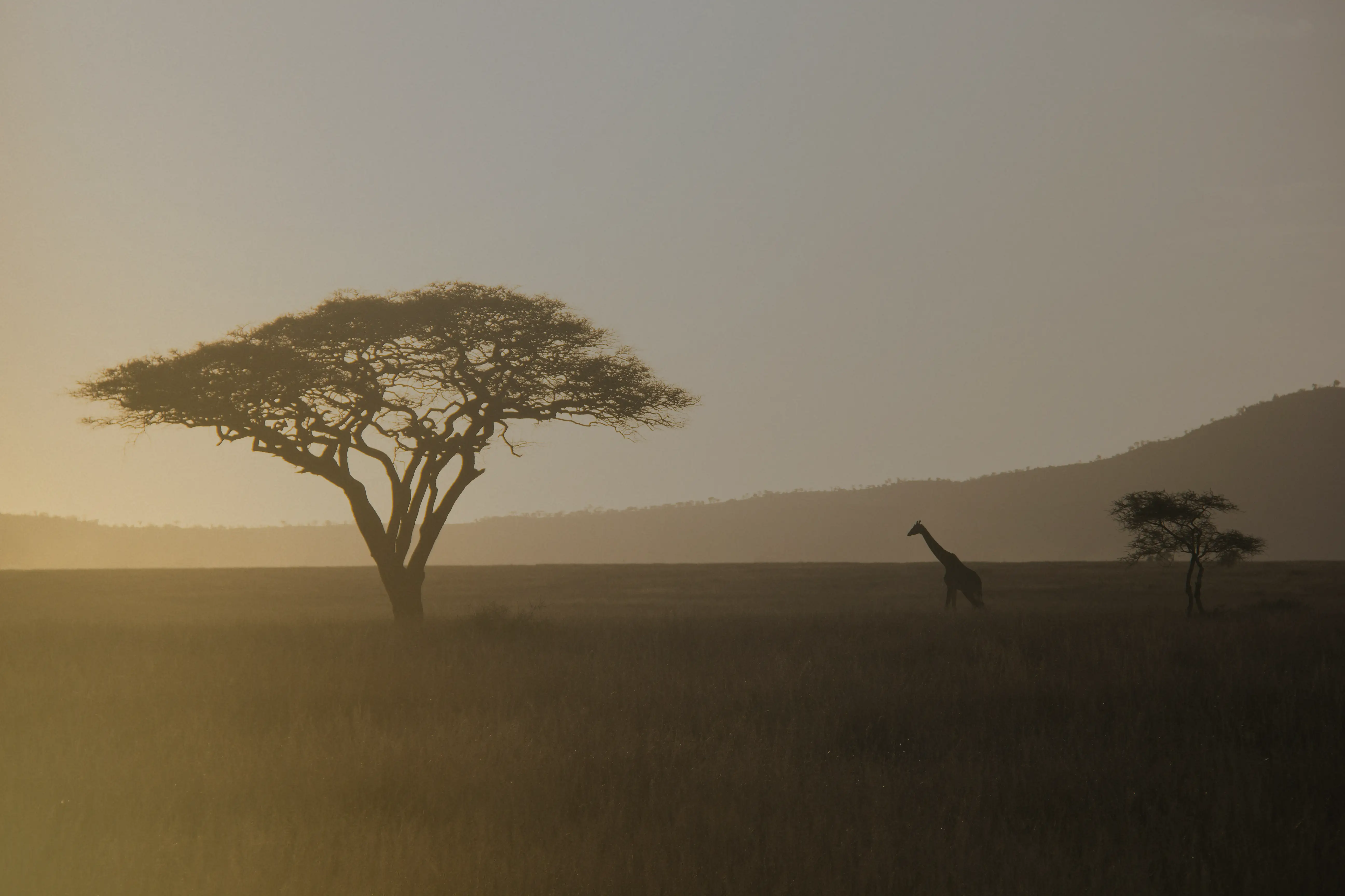 An acacia tree and giraffes on the open Tanzania plains