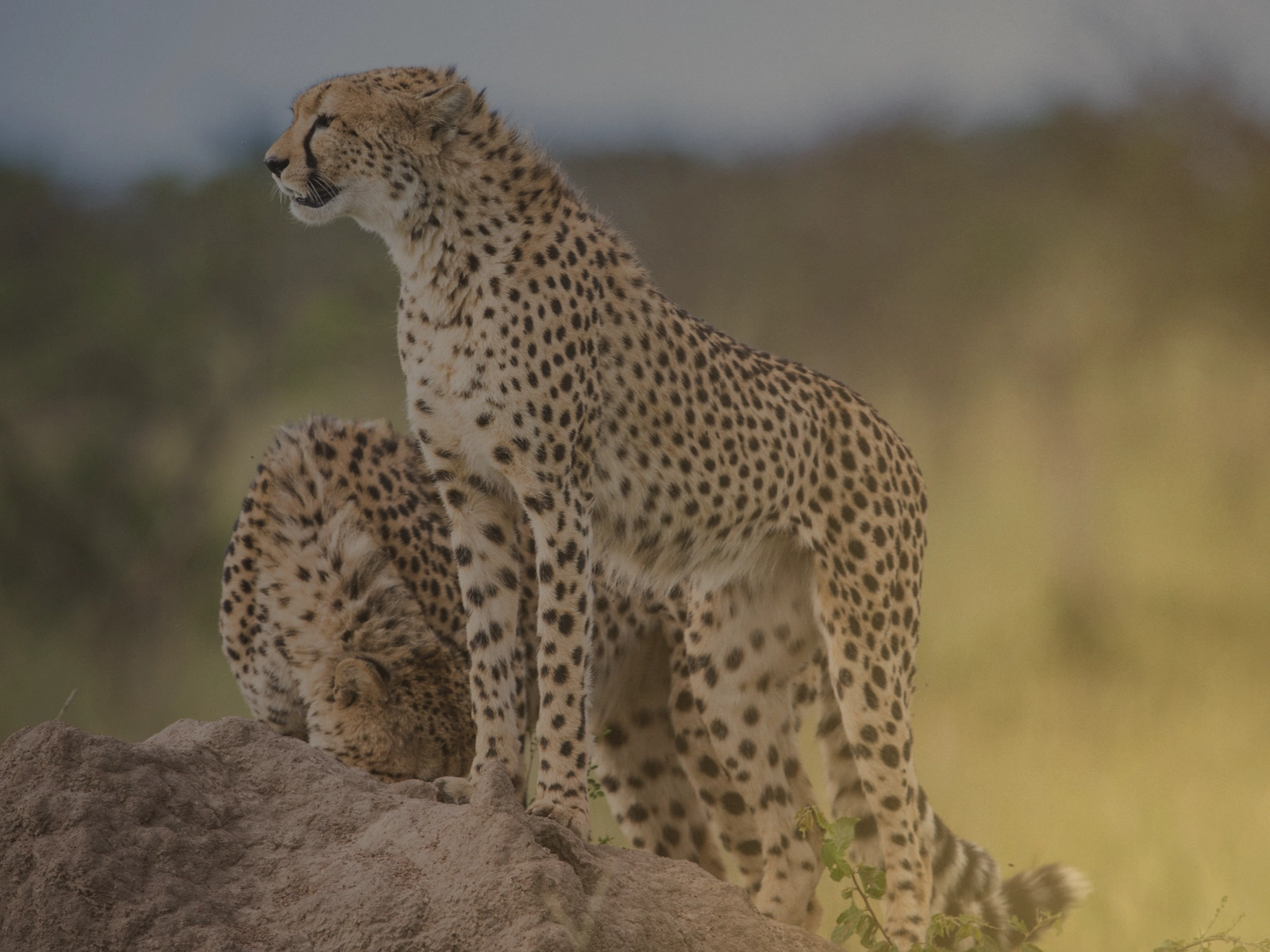 14-Day Tanzania self-drive route with Natron Serengeti Ngorongoro Manyara and Tarangire